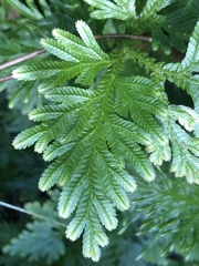 Selaginella plana