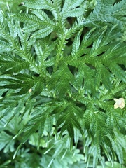 Selaginella plana
