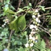 Gonzalagunia hirsuta - Photo Ningún derecho reservado, subido por Al Kordesch