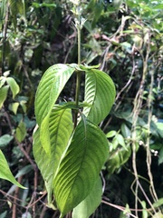 Gonzalagunia hirsuta