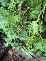 Selaginella plana