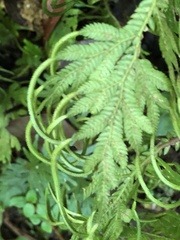 Selaginella plana