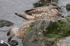 Lophonetta specularioides