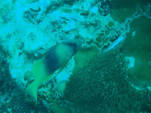 Barred Soapfish (Diploprion bifasciatus)