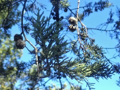 Cupressus sargentii