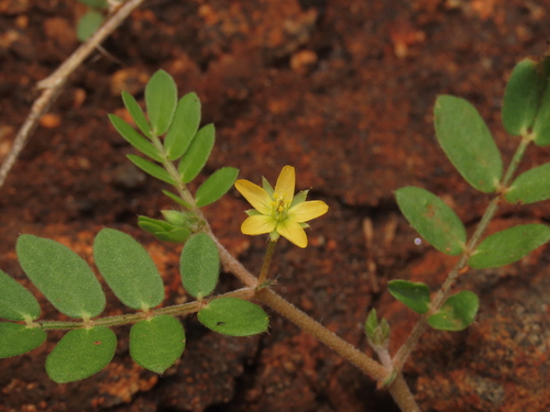 California caltrop (Kallstroemia californica)