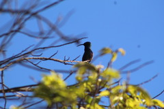 Anthracothorax prevostii