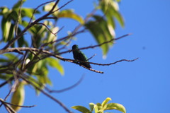 Anthracothorax prevostii