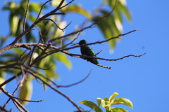 Anthracothorax prevostii