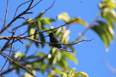 Anthracothorax prevostii