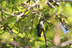 Cynanthus forficatus