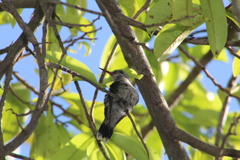 Cynanthus forficatus