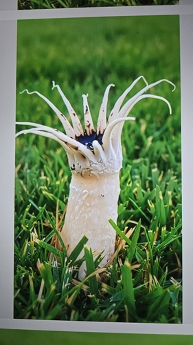 Lysurus arachnoideus, 2025-09-11