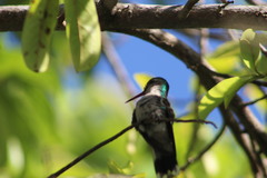 Cynanthus forficatus