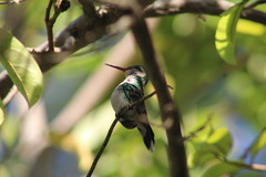 Cynanthus forficatus