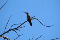 Anthracothorax prevostii