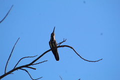 Anthracothorax prevostii