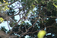 Coereba flaveola caboti