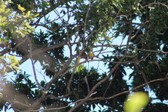 Coereba flaveola caboti