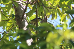 Coereba flaveola caboti