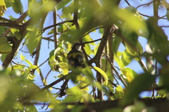 Coereba flaveola caboti