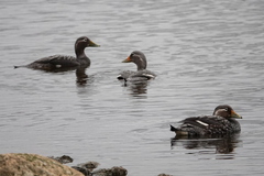 Tachyeres patachonicus