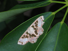 Scopula divisaria