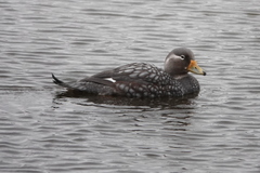 Tachyeres patachonicus