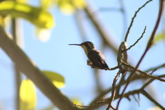 Cynanthus forficatus