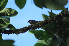 Coereba flaveola caboti