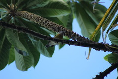 Coereba flaveola caboti