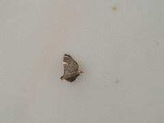 Cangetta hartoghialis