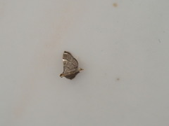 Cangetta hartoghialis