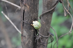 Pelidnota prasina
