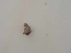 Cangetta hartoghialis