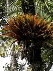Guzmania berteroniana
