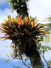 Guzmania berteroniana