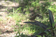 Tiaris olivaceus intermedius