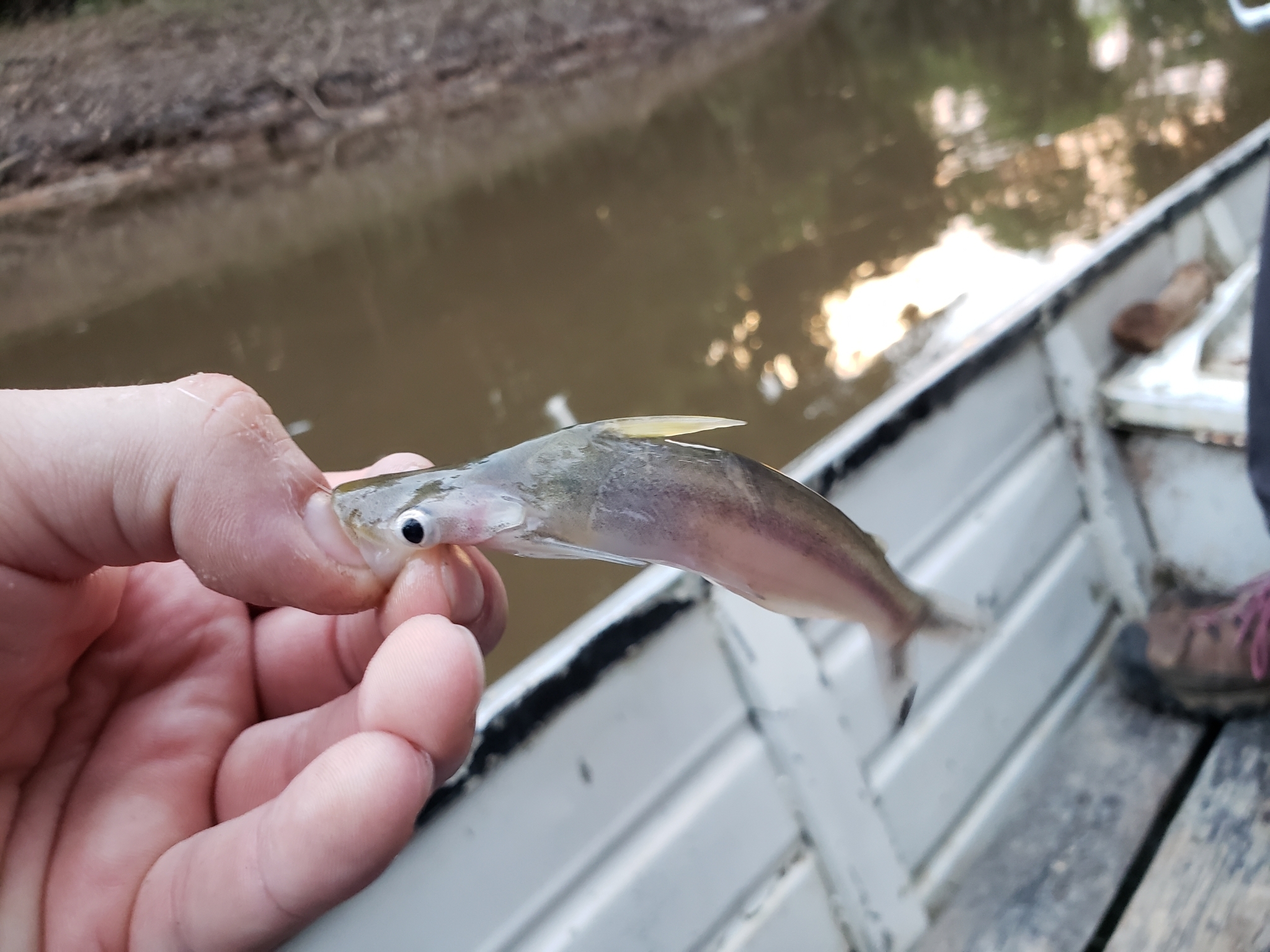 Silver Dolphin Catfish photo 6