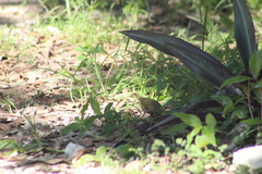 Tiaris olivaceus intermedius