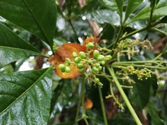 Melicope semecarpifolia