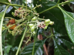 Melicope semecarpifolia