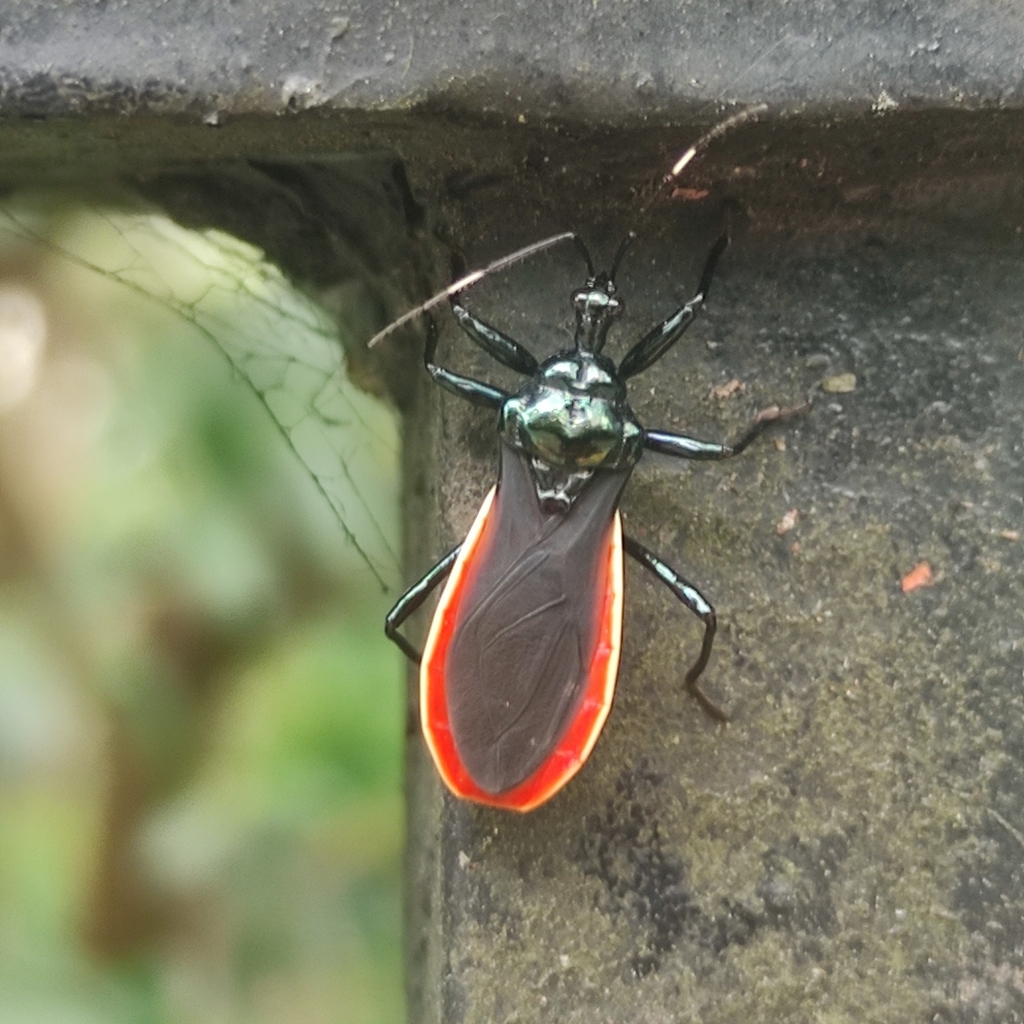 Neoscadra aenescens