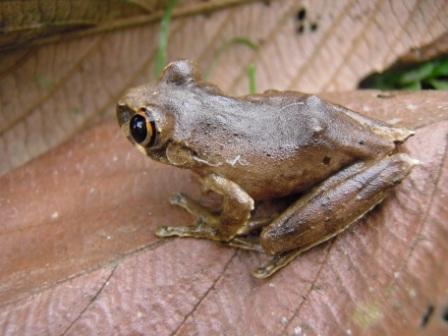 Leptopelis calcaratus