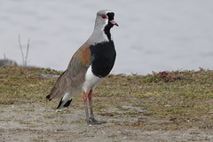 Vanellus chilensis