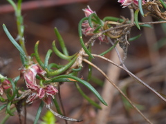Laxmannia orientalis