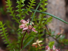 Laxmannia orientalis