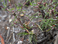 Laxmannia orientalis