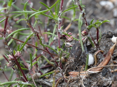 Laxmannia orientalis