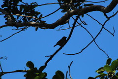 Spindalis zena benedicti